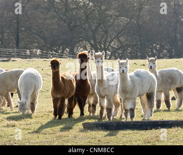 Alpakas in der Landschaft des Redesdale, Northumberland, in der Nähe von Otterburn Stockfoto