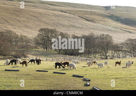 Alpakas in der Landschaft des Redesdale, Northumberland, in der Nähe von Otterburn Stockfoto