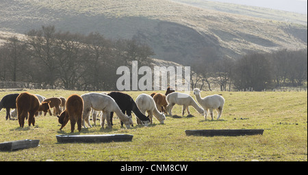 Alpakas in der Landschaft des Redesdale, Northumberland, in der Nähe von Otterburn Stockfoto