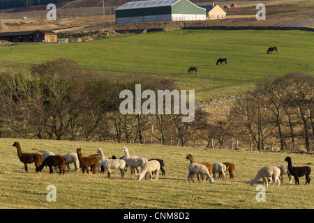 Alpakas in der Landschaft des Redesdale, Northumberland, in der Nähe von Otterburn Stockfoto