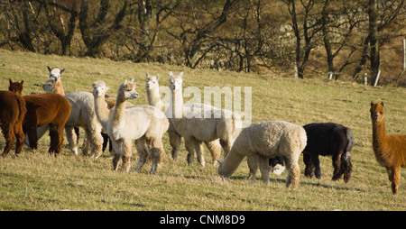 Alpakas in der Landschaft des Redesdale, Northumberland, in der Nähe von Otterburn Stockfoto