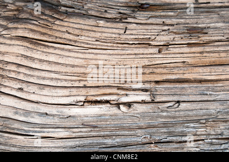 Schneiden von trockenen Olivenbaum Stamm-Textur Stockfoto