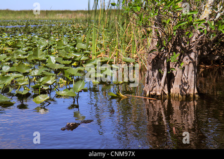 Fort Ft. Lauderdale Florida, Everglades Wildlife Management Area, Water Conservation Area 3A, Holiday Park, Sawgrass, Cladium jamaicense, Nuphar advena, Spat Stockfoto