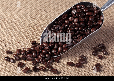Foto von frisch gerösteten Arabica und Robusta-Kaffee Bohnen in eine metallische Kugel auf Hesian Sack Hintergrund. Stockfoto