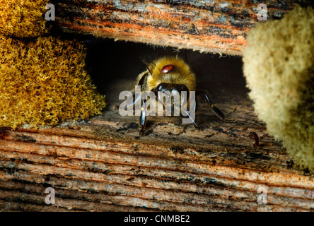 Honigbiene verlassen den Bienenstock mit Varroa-Milbe befestigt Stockfoto