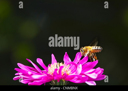 Honigbiene schwebt über Blume Stockfoto