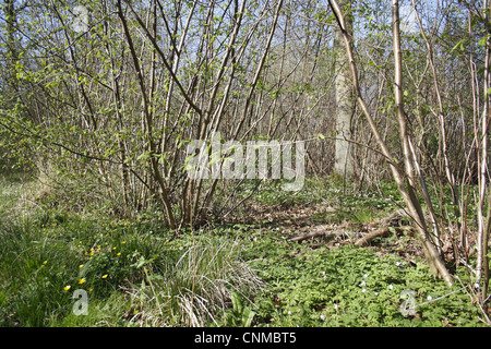 Gemeinsame Hasel (Corylus Avellana) alten Rundschnitt Wald Lebensraum, Kämme Holz Reserve, Kämme Ford, Suffolk, England, april Stockfoto