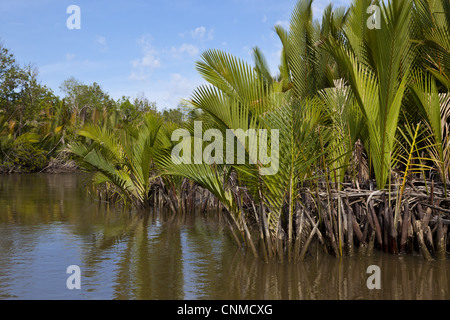 NYPA Palm (Nypa Fruticans) Gewohnheit, wächst in Mangroven-Sumpf-Lebensraum entlang der Mündung, Sabah, Borneo, Malaysia Stockfoto