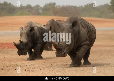 Nashorn am Ramat Gan Safari, offiziell als die Zoologische Zentrum von Tel Aviv, Ramat Gan in Israel bekannt Stockfoto