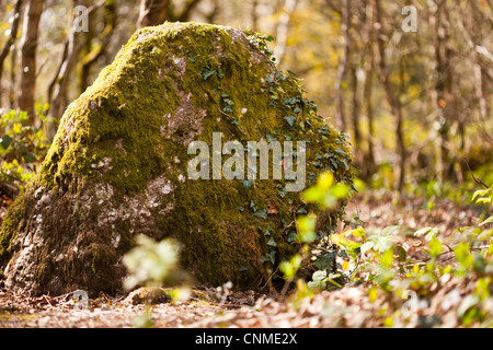 Moos und wilder Efeu in feuchten Bergwald, Wales, UK Rock bedeckt. Stockfoto