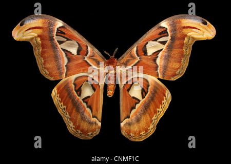 Nachtfalter Attacus Atlas atlas Stockfoto