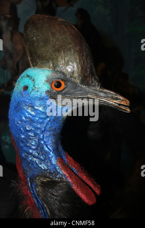 Gefüllte südlichen Helmkasuar Casuarius casuarius Stockfoto