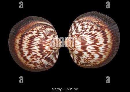 Europäische Bittersweet Clam Glycymeris glycymeris Stockfoto