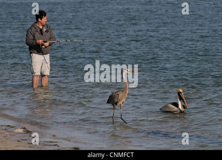 Fischer, einige Fische stehen in den Gewässern des Golfs von Mexiko zu fangen. Zwei Vögel, ein brauner Pelikan und ein Great Blue Heron. Stockfoto