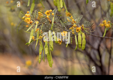 Oval-leaved Cassia (Senna Artemisioides) Nahaufnahmen von Blüten und Schoten, Outback, Northern Territory, Australien Stockfoto