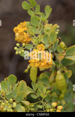 Oval-leaved Cassia (Senna Artemisioides) Nahaufnahmen von Blumen und Blätter, Outback, Northern Territory, Australien Stockfoto