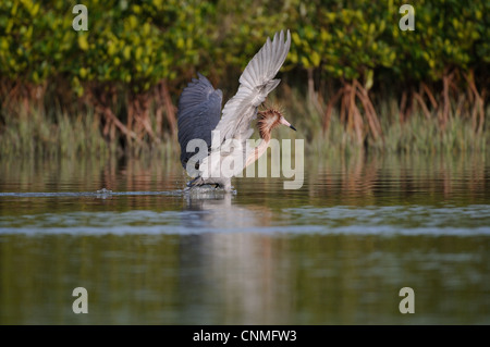 Rötlicher Reiher, Egretta saniert, in das seichte Wasser der Lagune und Sumpf der Fort De Soto auf der Suche nach Fisch, Florida, USA Stockfoto