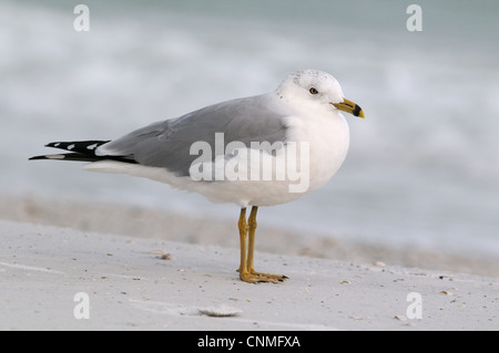 Ring-billed Möwe am Strand von Fort De Soto, Florida, USA. Das Wasser im Hintergrund ist, dass der Golf von Mexiko Stockfoto