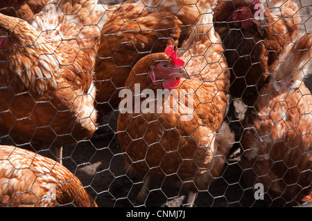 Freilaufenden Hühnern in Maschendraht Gehäuse Stockfoto