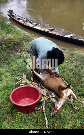 Frau enthäuten Hirsch. Amazonas, Provinz Loreto, Peru Stockfoto