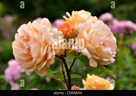 Rose Charles Austin (englische Rose von Charles Austin, 1973). Stockfoto