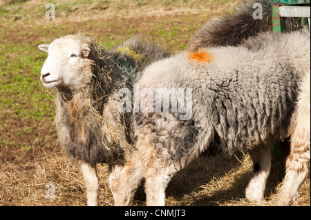 Robuste Herdwick Schafe auf einer Farm in den Lake District National Park Cumbria England Vereinigtes Königreich UK Stockfoto