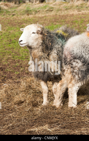 Robuste Herdwick Schafe auf einer Farm in den Lake District National Park Cumbria England Vereinigtes Königreich UK Stockfoto