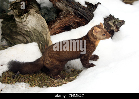 Amerikanische Marder (Martes Americana) Erwachsene, stehend auf Schnee, Montana, USA, winter (Captive) Stockfoto
