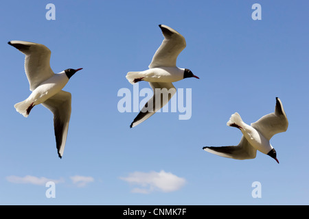 Drei Phasen des Fluges Vögel Möwen in den blauen Himmel - oben, rechts und unten. Selektiven Fokus Stockfoto
