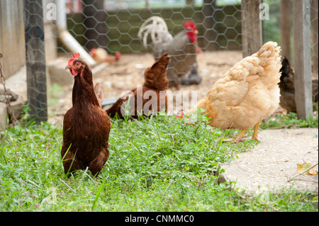 Ein Spaziergang im Rasen außerhalb der Hühnerstall auf einem Bauernhof Hühner Stockfoto