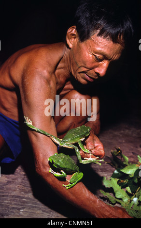 Matsés indischen Mann sammeln Frösche "Sapo" Frosch Poison als Medizin und Art der Stimulans verwendet zu extrahieren. Chobayacu Fluss, Loret Stockfoto