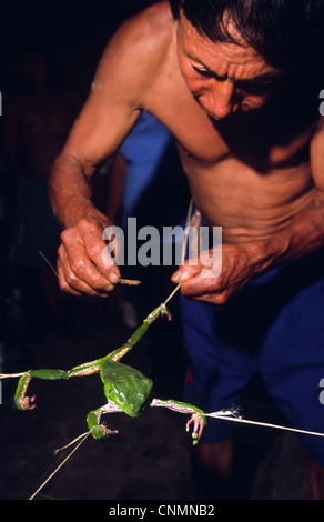 Matsés indischen Mann extrahieren "Sapo" Frosch Poison als Medizin und Art der Stimulans verwendet. Chobayacu Fluss, Provinz Loreto, Peru. Stockfoto