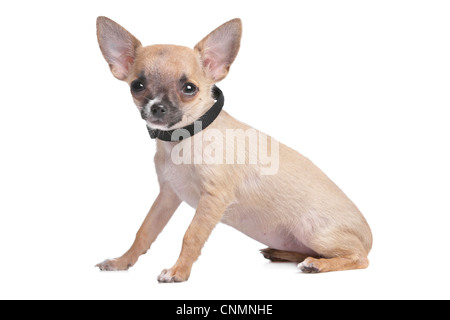 kurzen Haaren Chihuahua vor einem weißen Hintergrund Stockfoto