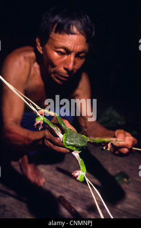 Matsés indischen Mann extrahieren "Sapo" Poison als Medizin und Art der Stimulans verwendet. Chobayacu Fluss, Provinz Loreto, Peru. Stockfoto