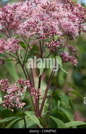 Eutrochium Purpureum - Joe Pye Weed Stockfoto