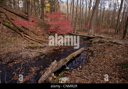 Geflügelter Spindel Euonymus Alatus eingeführt invasiver Arten Herbstlaub wachsenden Wald Lebensraum Halle Schlucht erhalten neue Stockfoto