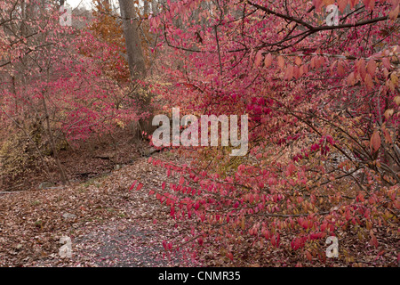 Geflügelter Spindel Euonymus Alatus eingeführt invasiver Arten Herbstlaub wachsenden Wald Halle Schlucht zu erhalten New York State Stockfoto