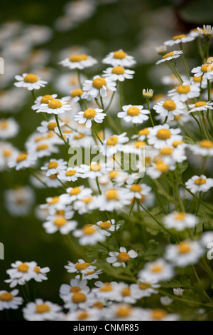 Tanacetum Parthenium - Mutterkraut Stockfoto