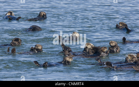 Seeotter (Enhydra Lutris) Gruppe, ruhen auf der Oberfläche des Meeres, Pazifik, Süd-Kalifornien, USA, november Stockfoto