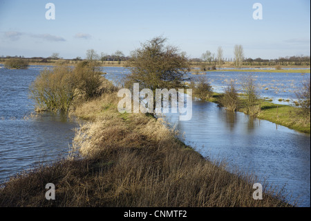 Blick auf Fluss Überschwemmungen Ackerland, River Derwent, Bubwith, Selby, East Riding of Yorkshire, England, Januar Stockfoto