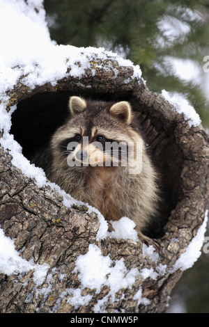 Gemeinsamen Waschbär (Procyon Lotor) Erwachsene, am Eingang der Höhle im Schnee bedeckten Baumstamm, Montana, USA, winter (Captive) Stockfoto