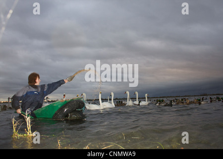 Swan Feed an WWT Welney, Norfolk Stockfoto