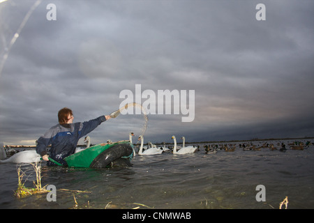 Swan Feed an WWT Welney, Norfolk Stockfoto