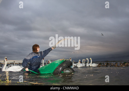 Swan Feed an WWT Welney, Norfolk Stockfoto