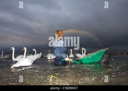 Swan Feed an WWT Welney, Norfolk Stockfoto