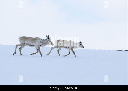 Rentier (Rangifer Tarandus) läuft auf zugefrorenen Fluss Finnland