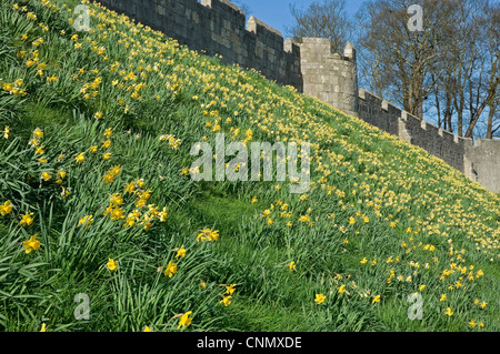 Narzissen blühen im Frühling auf den Stadtmauern York North Yorkshire England Vereinigtes Königreich GB Großbritannien Stockfoto