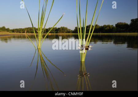 Witwe Skimmer (Libellula Luctuosa), männliche gehockt Rohrkolben, Dinero, Lake Corpus Christi, Süden von Texas, USA Stockfoto