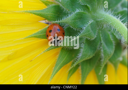 Sieben gefleckten Marienkäfer (Coccinella Septempunctata), Erwachsene gehockt Sonnenblume, Dinero, Lake Corpus Christi, Süden von Texas, USA Stockfoto