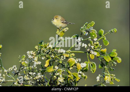 Kiefer (Pinus Dendroica) Warbler, Weiblich thront auf Weihnachten Mistel (Phoradendron Hornkraut), Lake Corpus Christi, Texas Stockfoto